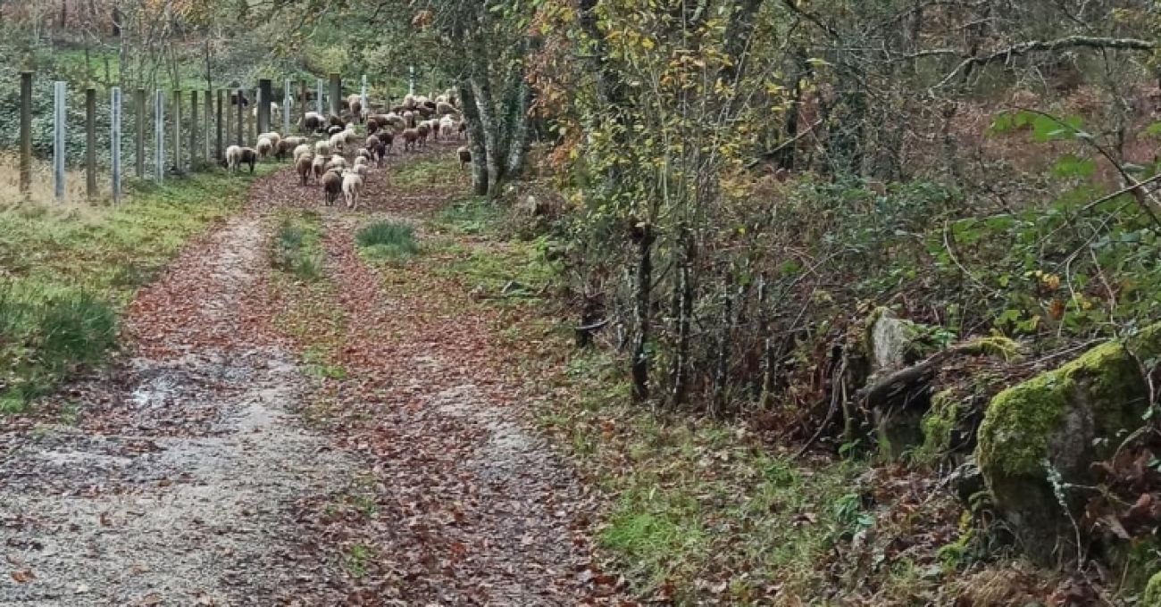 Junta seca y pilotes