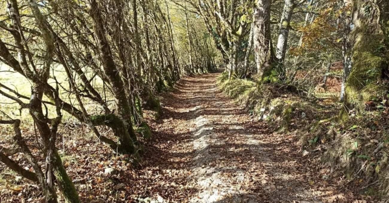 Fototropismo positivo