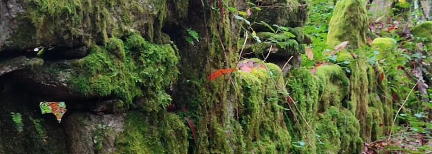 Muros xunta seca tralo musgo