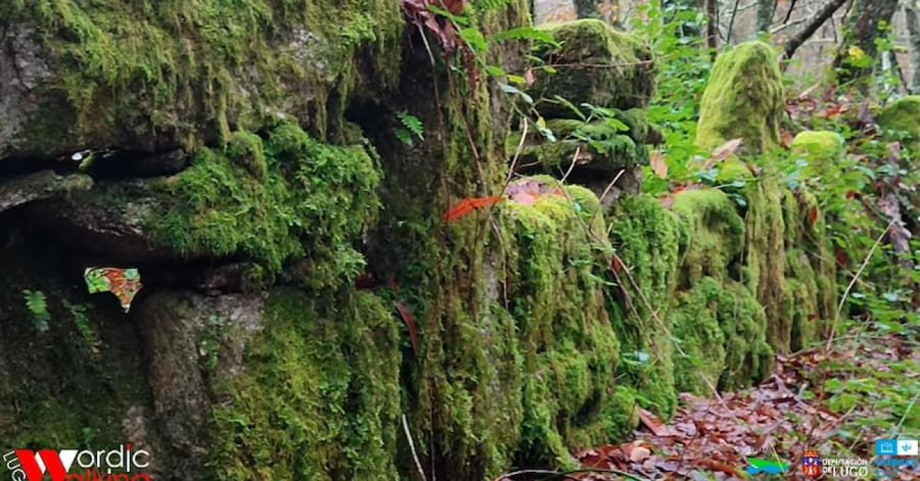 Muros xunta seca tralo musgo