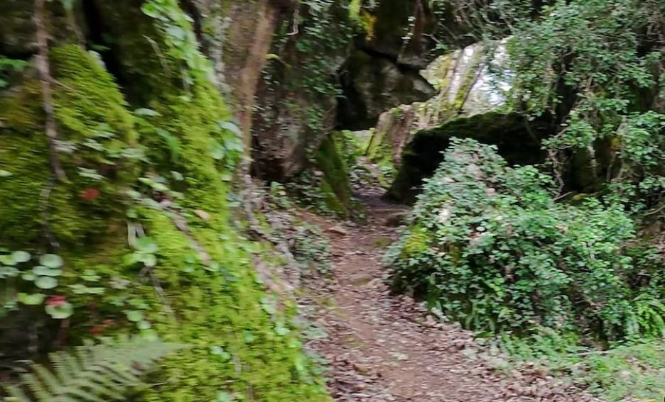 Bosque da Grueira Bosque da Grueira