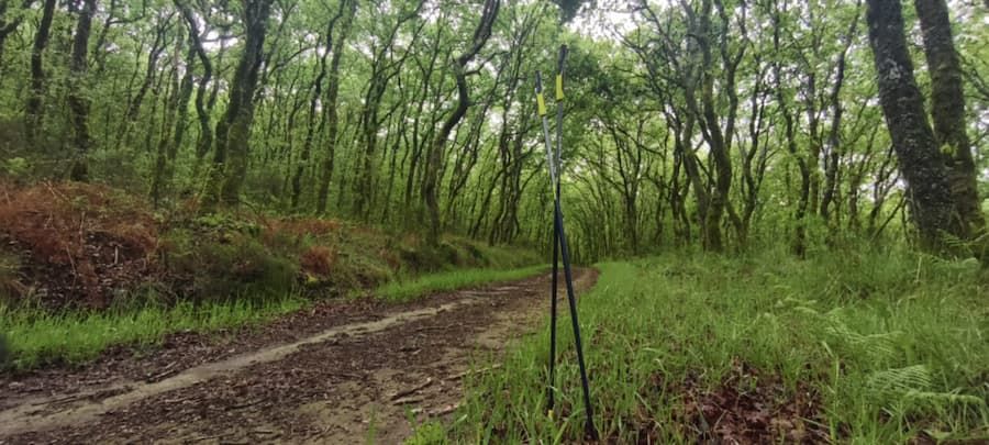 Bosque llenos de matices del verde